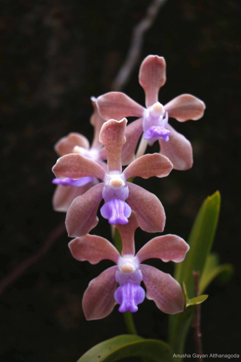 Vanda tessellata (Roxb.) Hook. ex G.Don